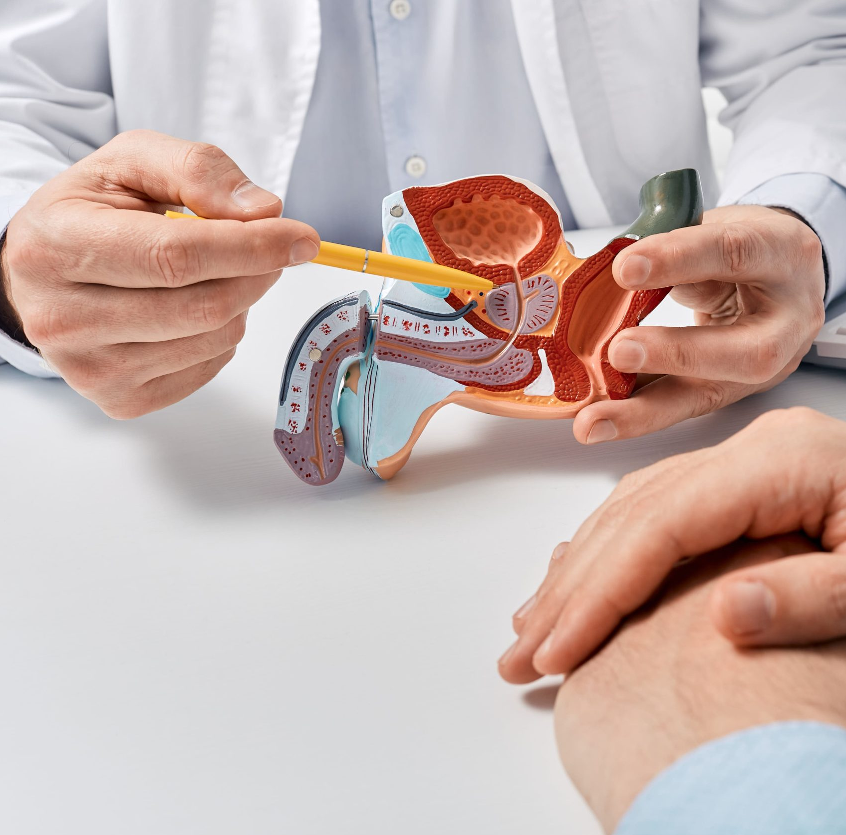 Imagem médico segurando maquete anatômica de urologia